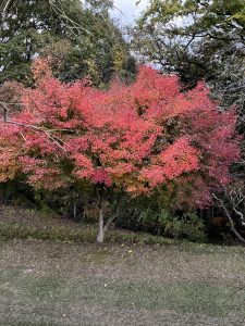 20654F8A-EFA5-437E-B2A4-E45577D251DA-scaled